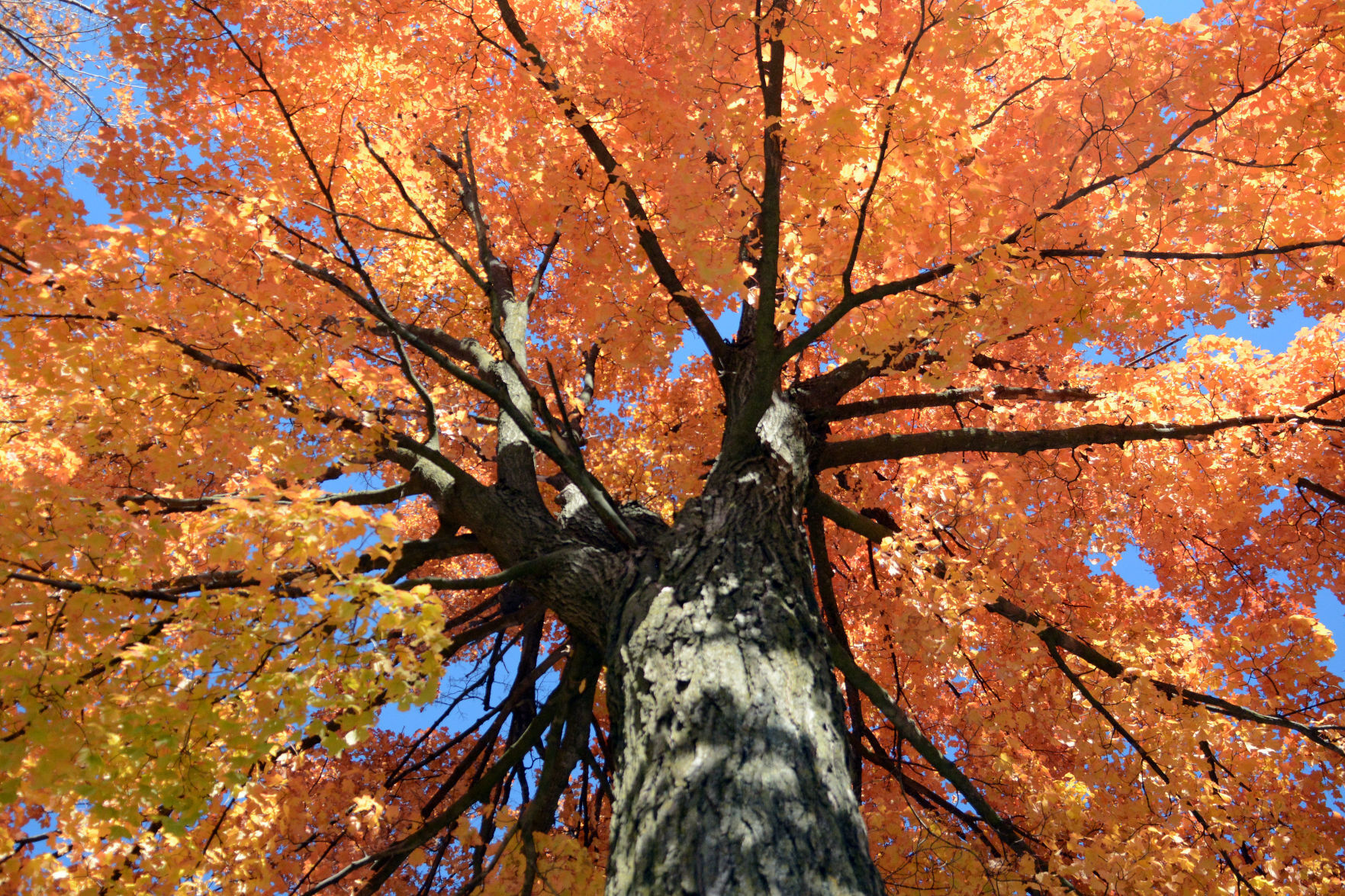Baraboo area fall color, Oct. 8, 2020